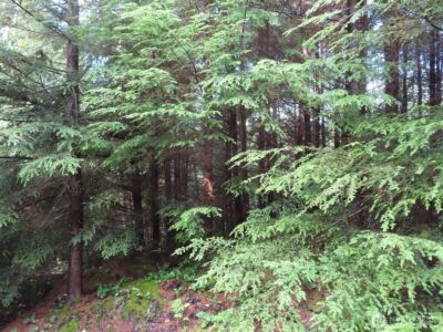 0 Tract 2 State Route 101 , South Bend, WA 98596 - Photo 2