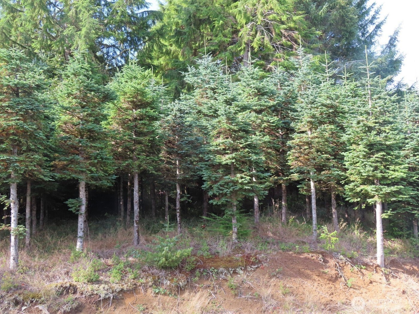 0 Tract 2 State Route 101 , South Bend, WA 98596