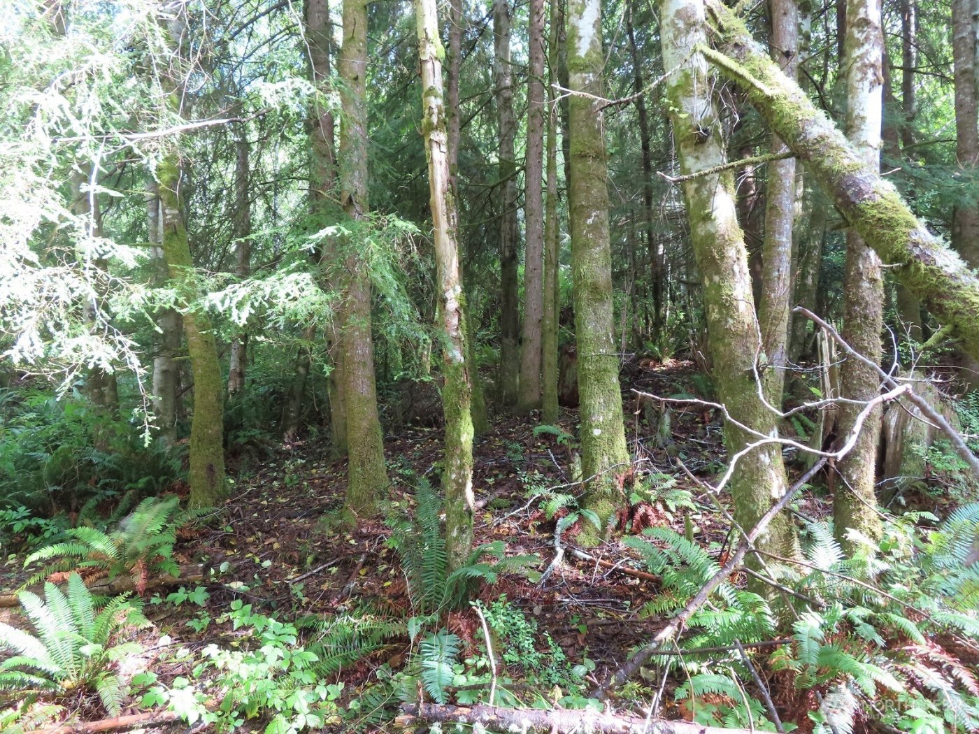 0 Tract 2 State Route 101 , South Bend, WA 98596