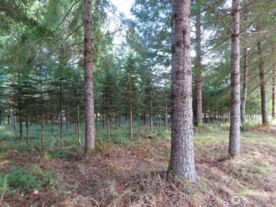 0 Tract 2 State Route 101 , South Bend, WA 98596 - Photo 7