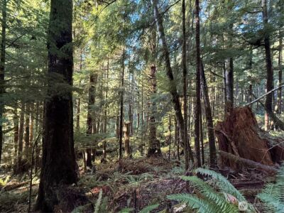 70 Dionne Lane , Naselle, WA 98638 - Photo 5