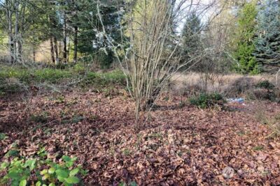 120 Pattison Street NE, Olympia, WA 98506 - Photo 5