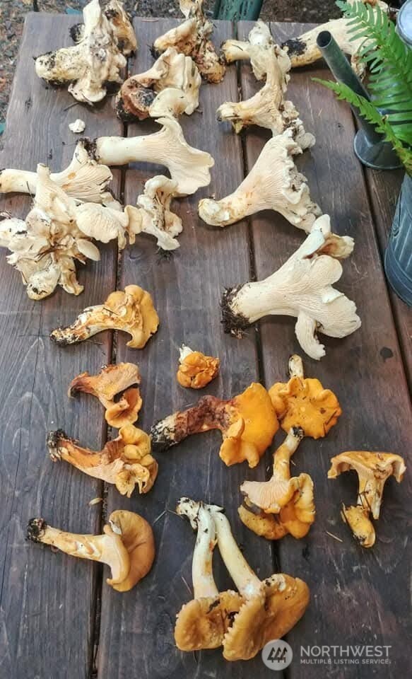 390 N Duckabush Drive W, Hoodsport, WA 98548