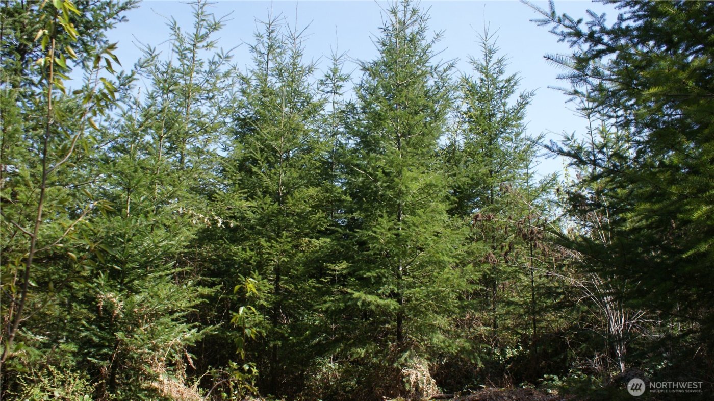 0 Winter Road , Winlock, WA 98596