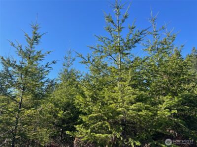 0 Winter Road , Winlock, WA 98596 - Photo 2