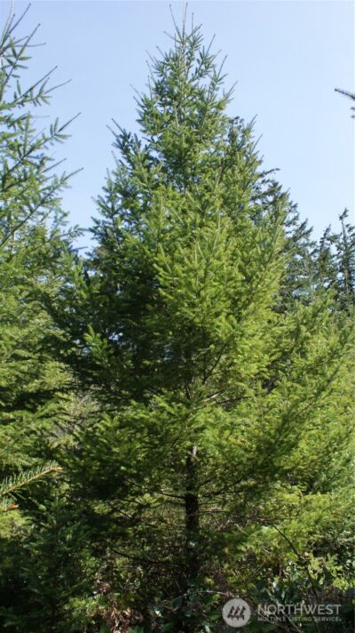 0 Winter Road , Winlock, WA 98596 - Photo 21