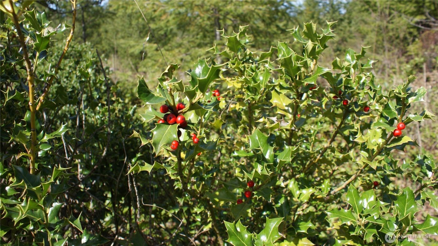 0 Winter Road , Winlock, WA 98596