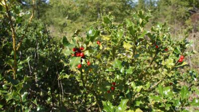 0 Winter Road , Winlock, WA 98596 - Photo 23