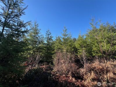 0 Winter Road , Winlock, WA 98596 - Photo 6