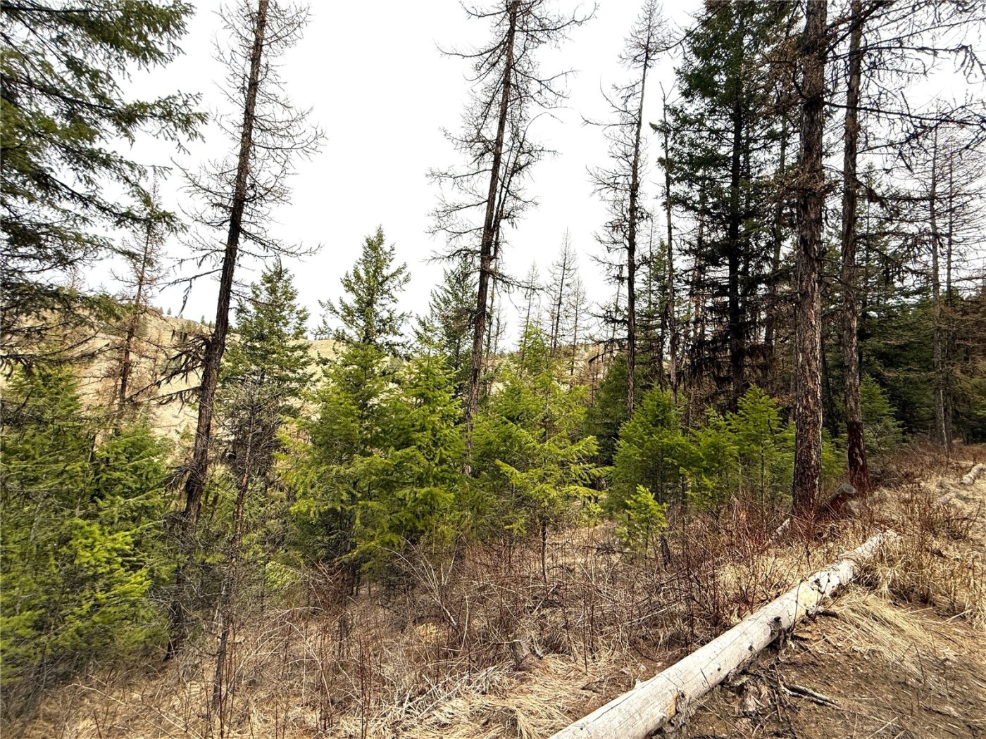 0 TBD Give Out Creek Road , Wauconda, WA 98859