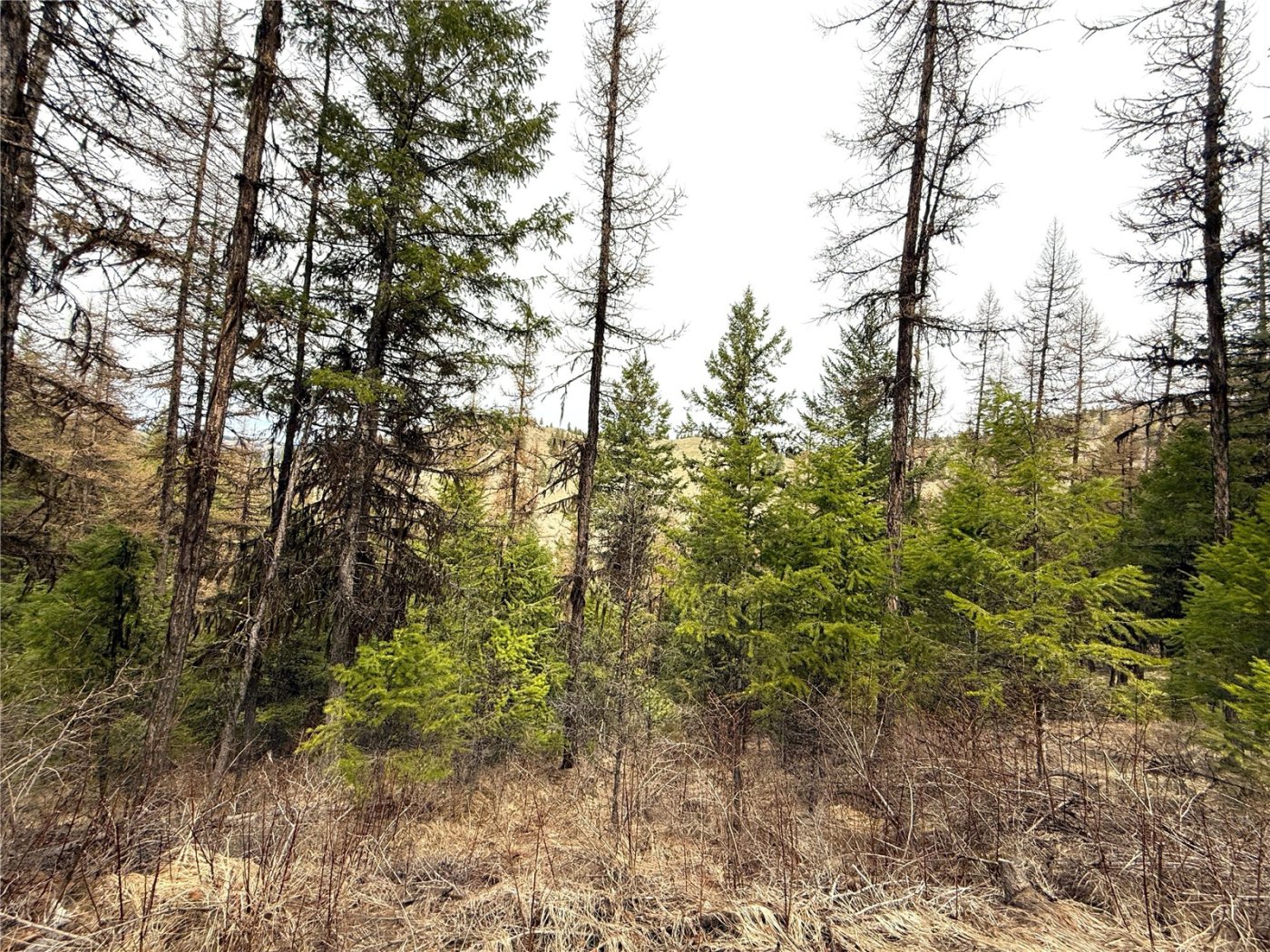 0 TBD Give Out Creek Road , Wauconda, WA 98859