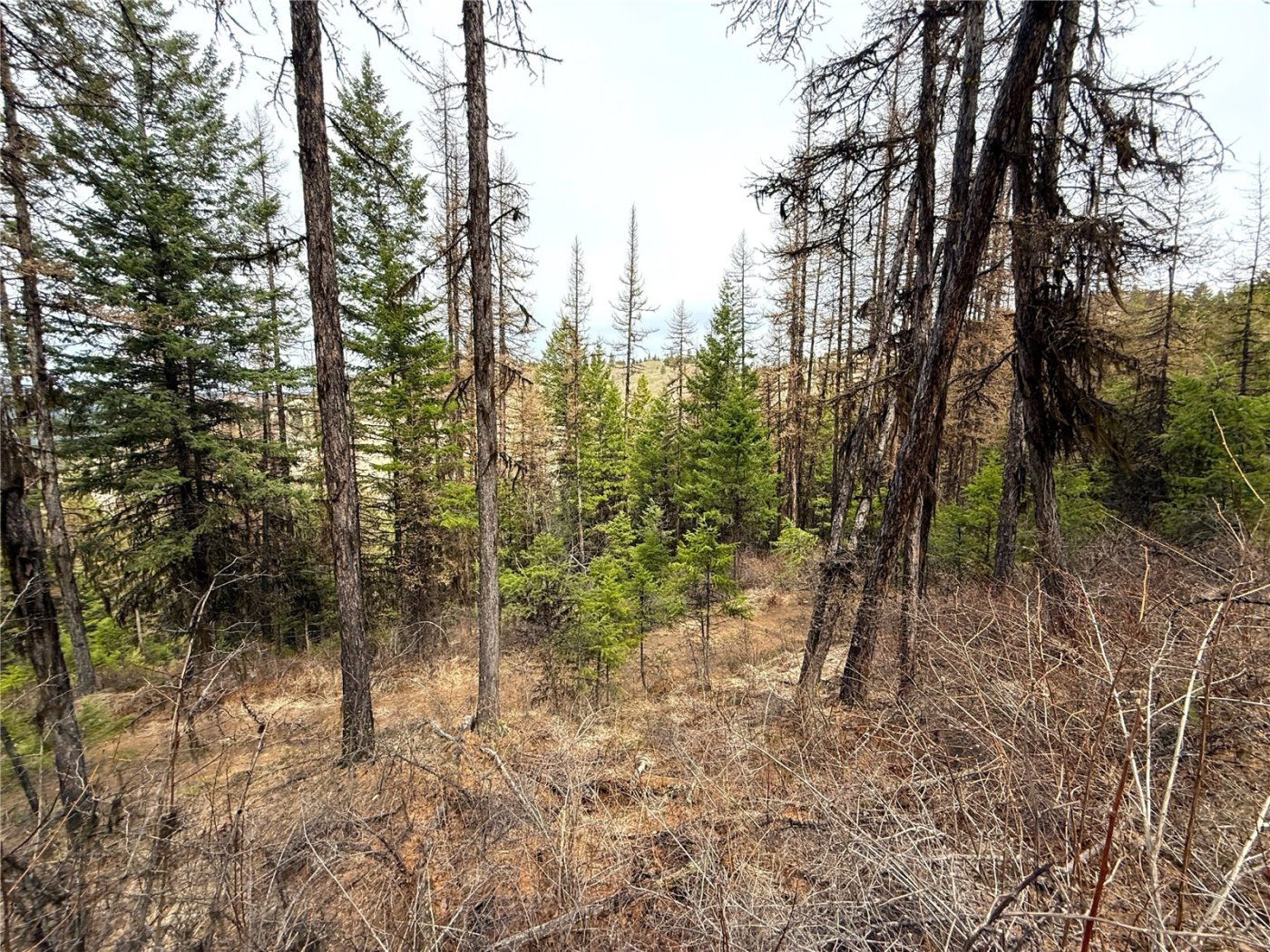 0 TBD Give Out Creek Road , Wauconda, WA 98859