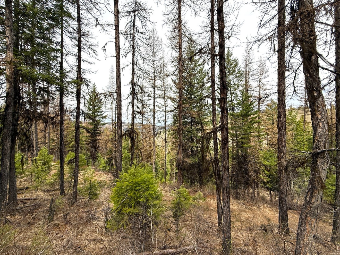 0 TBD Give Out Creek Road , Wauconda, WA 98859