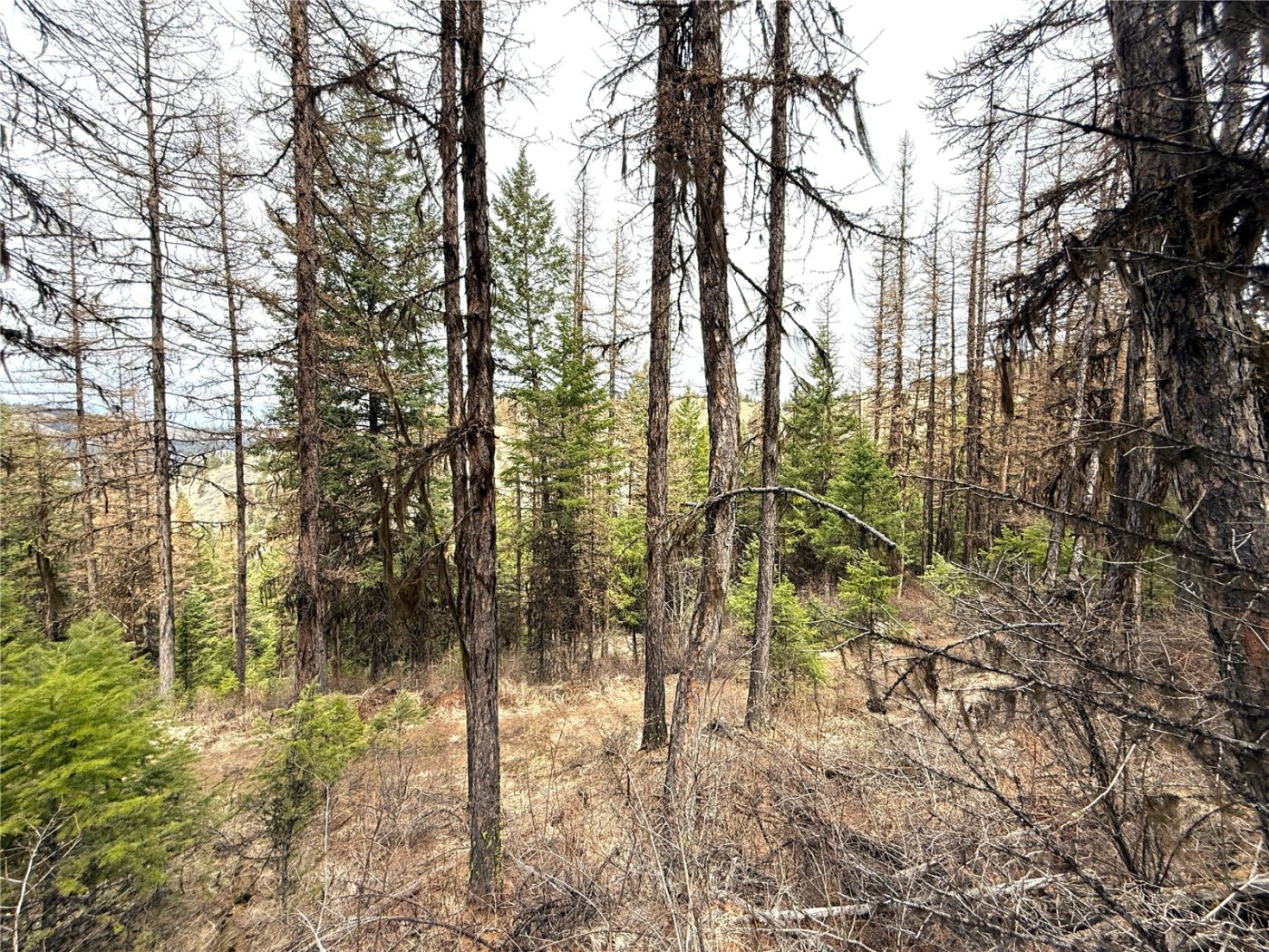 0 TBD Give Out Creek Road , Wauconda, WA 98859