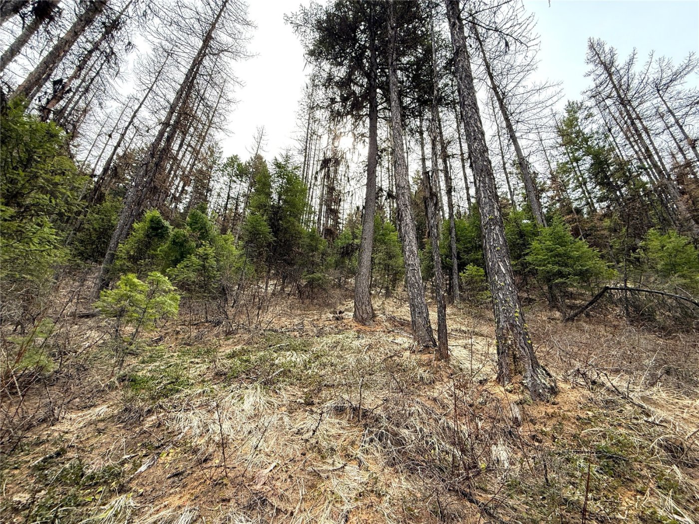 0 TBD Give Out Creek Road , Wauconda, WA 98859