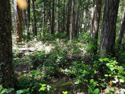 197 Cascade River Road , Marblemount, WA 98267 - Photo 13