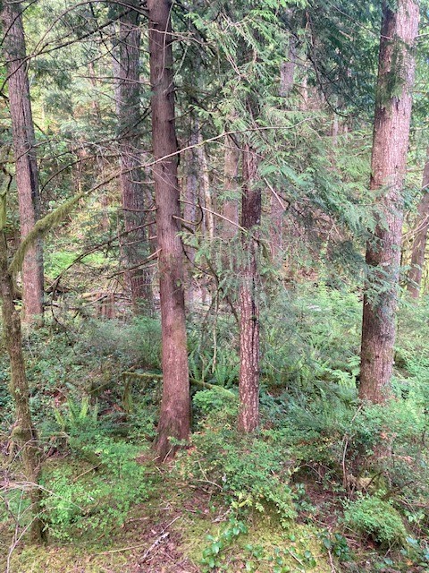 20 N Mt Jupiter Court , Hoodsport, WA 98548