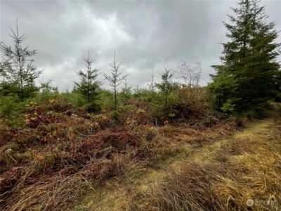 10 xx Oppelt Road , Onalaska, WA 98570 - Photo 5