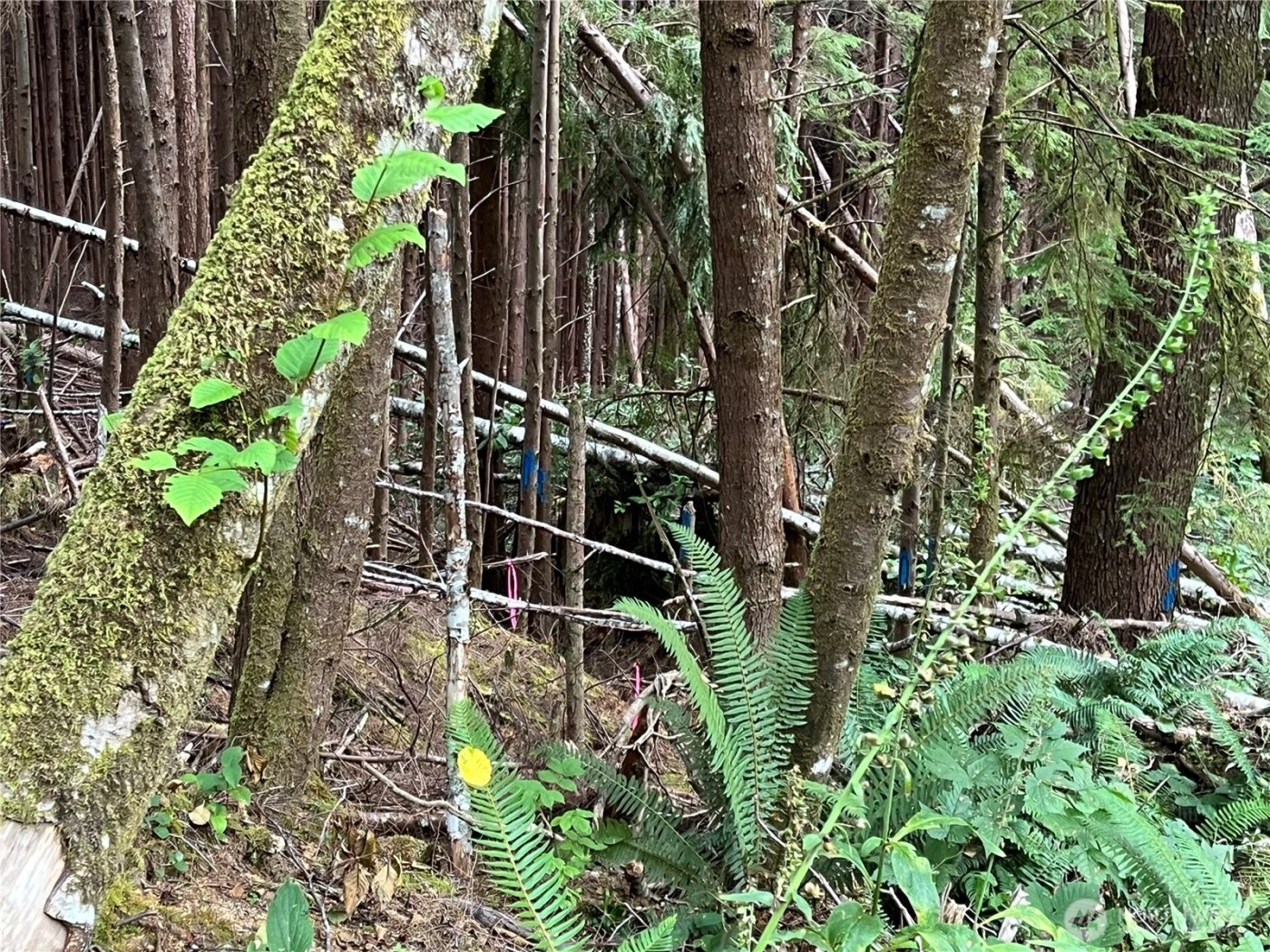 282 Copalis Beach Road , Copalis Beach, WA 98355