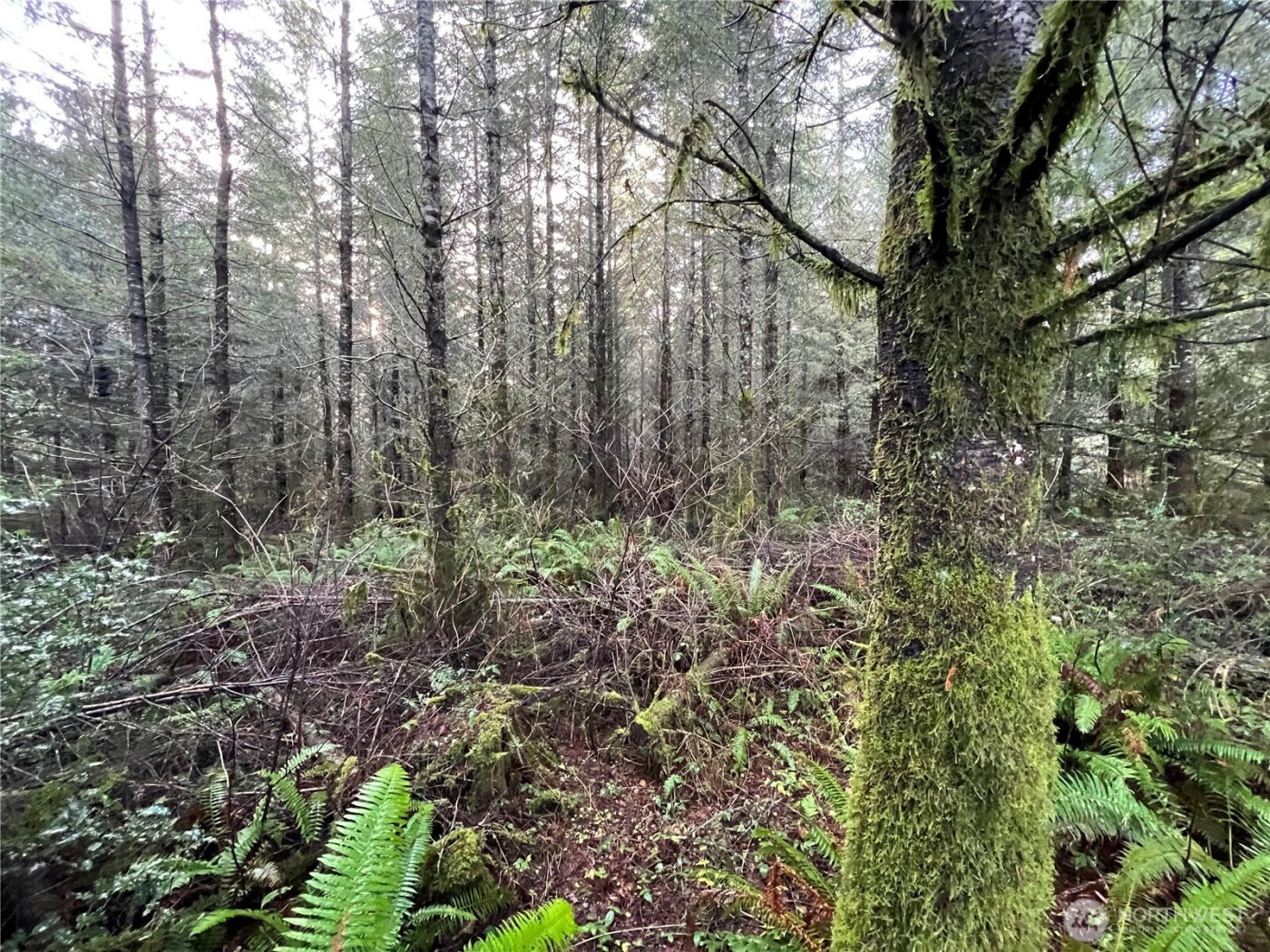 1 xxx Snow Creek Road , Quilcene, WA 98376