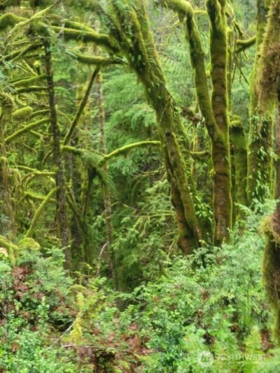 1 GD 2048 Rd , Union, WA 98592-9665 - Photo 2