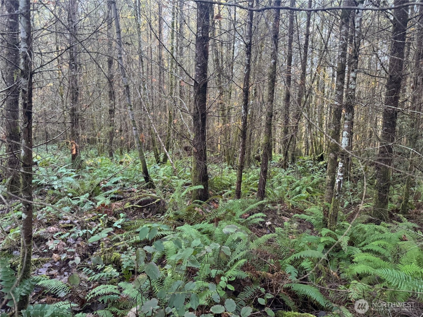 233 Shy Bear Road , Toutle, WA 98649