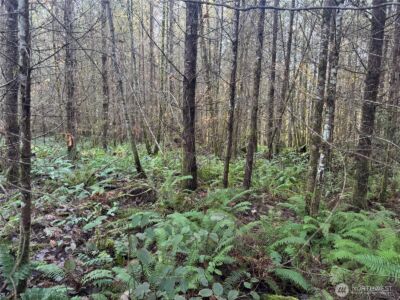 233 Shy Bear Road , Toutle, WA 98649 - Photo 2