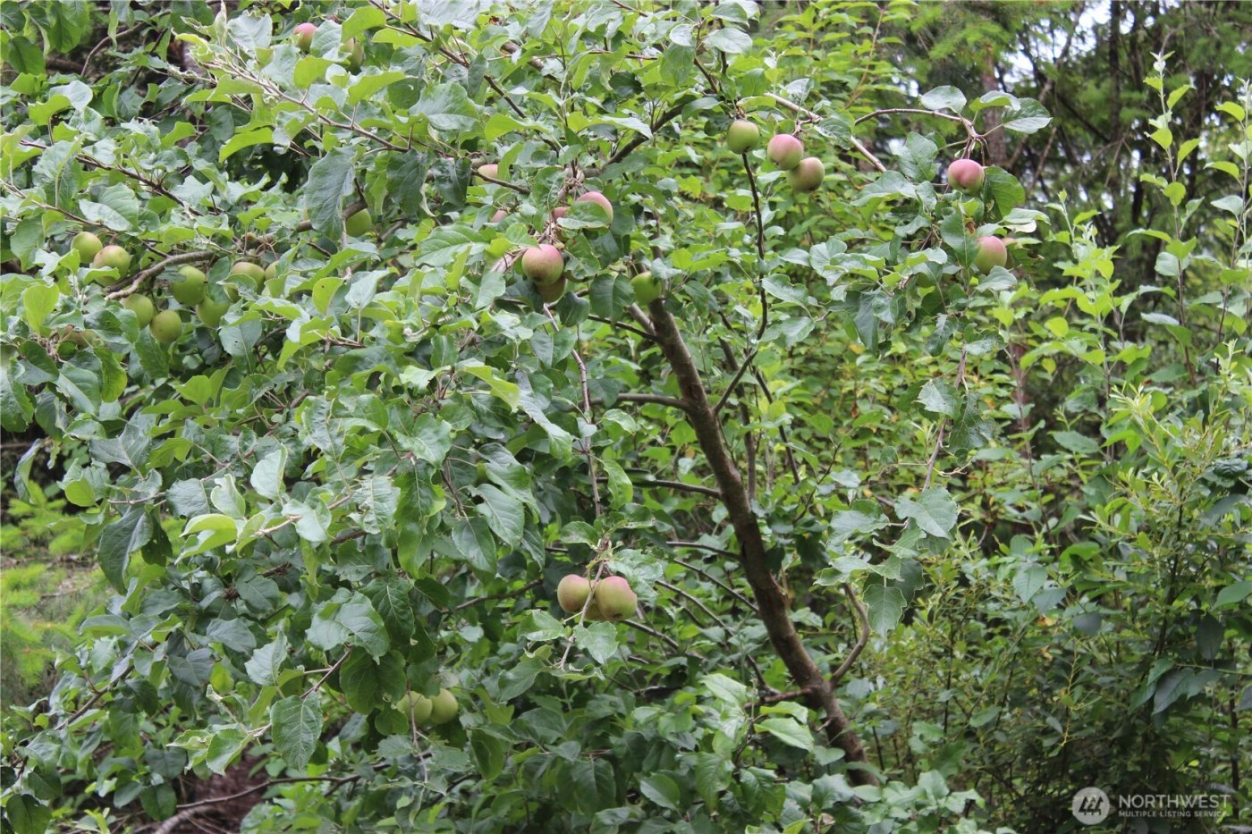 9605 Prather Road SW, Rochester, WA 98579