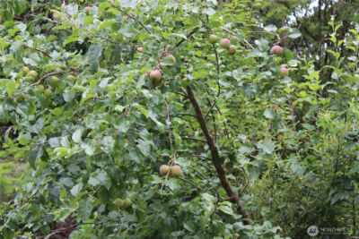 9605 Prather Road SW, Rochester, WA 98579 - Photo 5