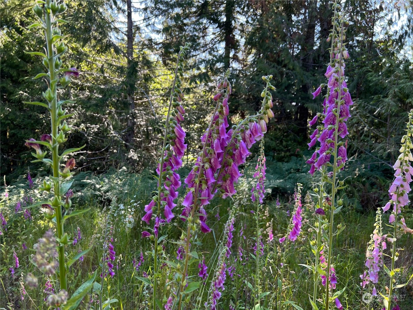 2 XXXX Mt Jupiter Road , Brinnon, WA 98376