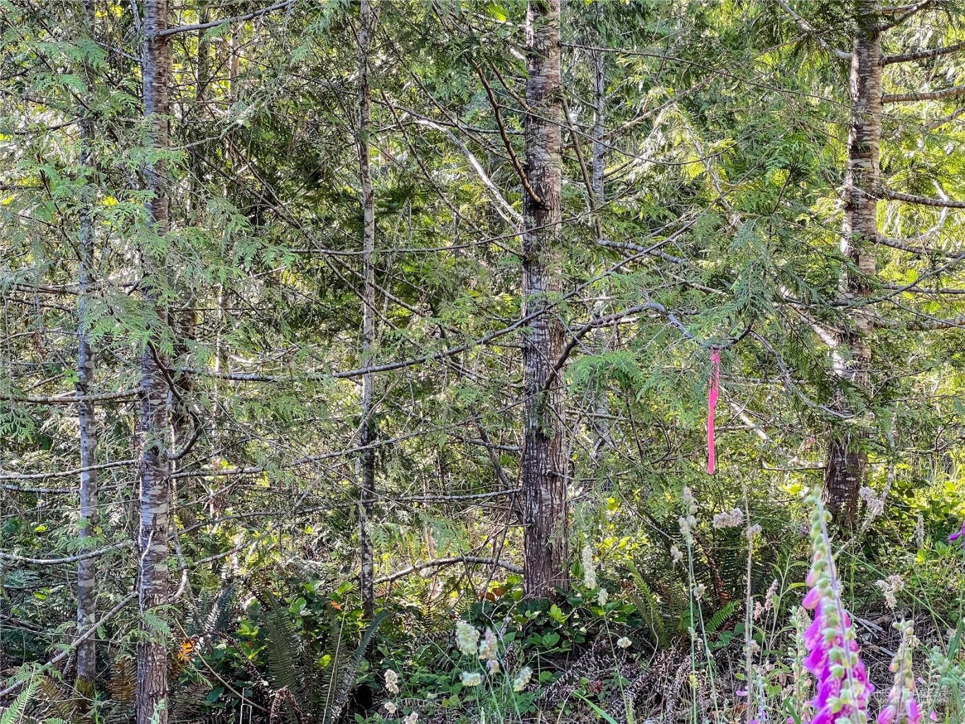 2 XXXX Mt Jupiter Road , Brinnon, WA 98376