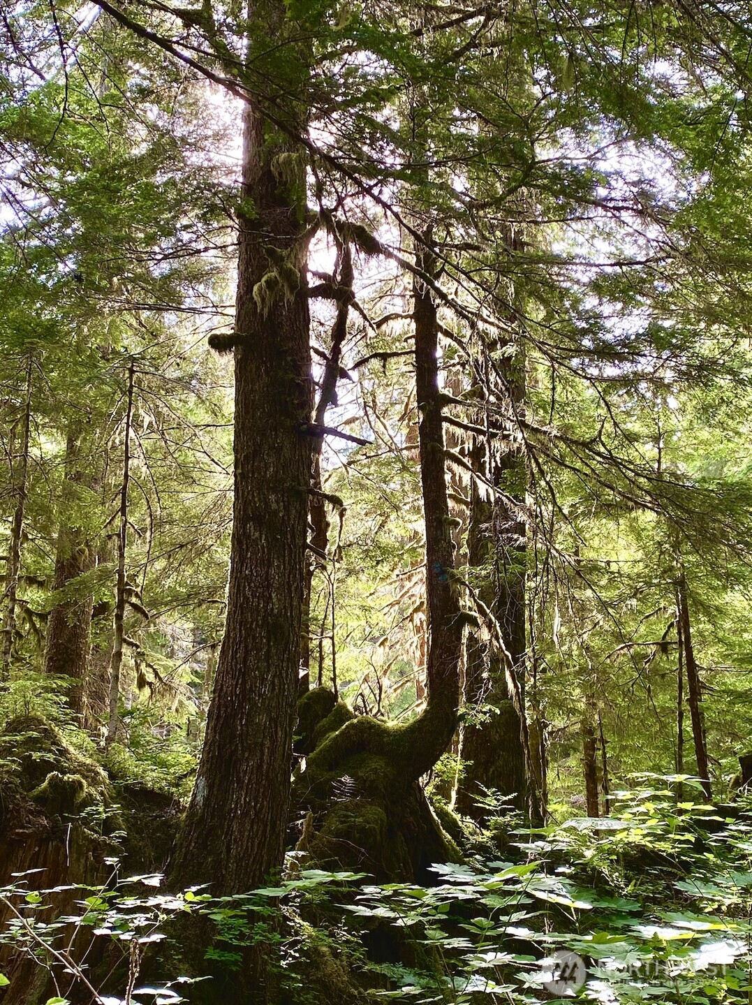 0 XX Mountain Loop Highway , Granite Falls, WA 98252