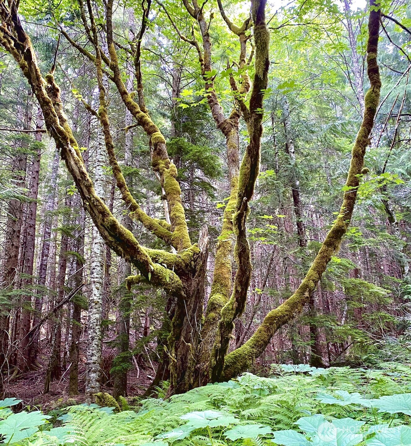 0 XX Mountain Loop Highway , Granite Falls, WA 98252