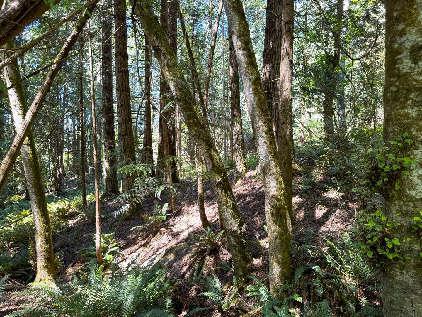 10th Ave to Forest Rock
