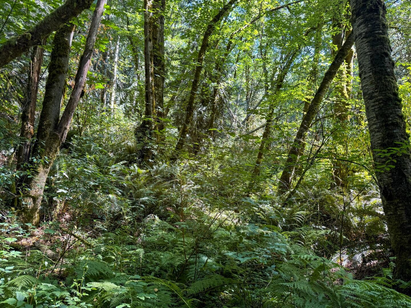 10th Ave to Forest Rock
